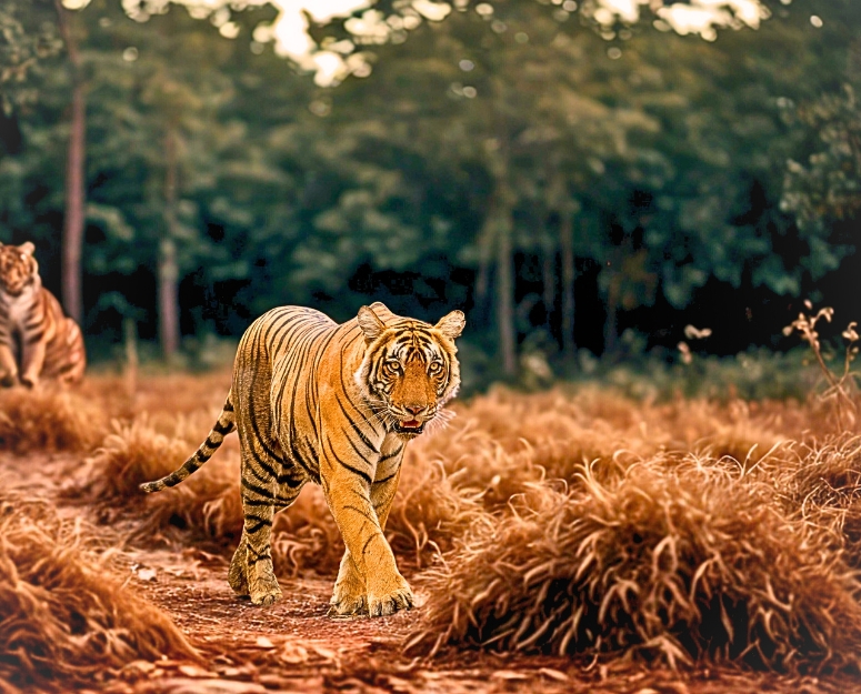 Delhi Agra Jaipur Ranthambore 7 Days Golden triangle tour